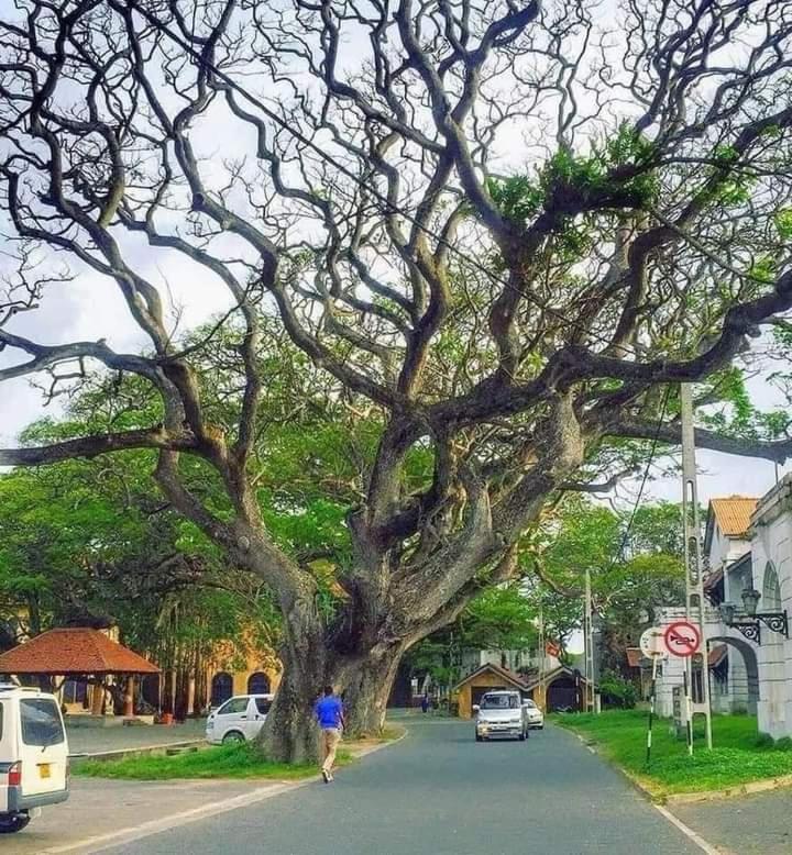 Oesis - Stylish Villa Steps From Historic Galle Fort Exterior foto